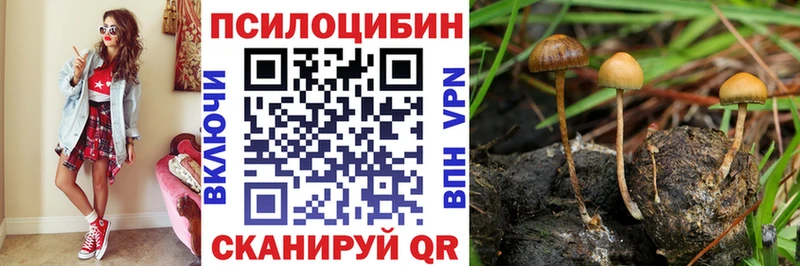 закладка Дмитров Галлюциногенные грибы MAGIC MUSHROOMS